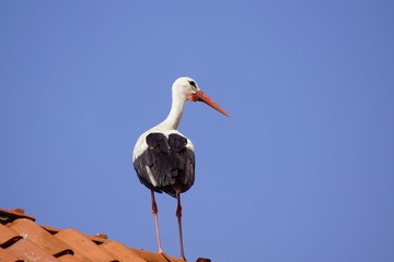 Bocian ,siedzący ptak ,bocian na dachu ,bocian w pogodny dzień