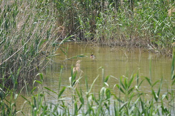 The beautiful bird Aythya nyroca (Ferruginous Duck) in the natural environment