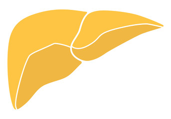 Human internal organs: liver. Vector image. Flat design