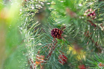 fluffy fir-tree branches with cones
