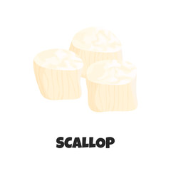 Vector Realistic Illustration of Raw Fresh Scallop isolated on White Background. Detailed Icon of Scallop in Cartoon Flat Style. Edible Marine Molluscs. Tasty Sea Products. Concept Design of Seafood