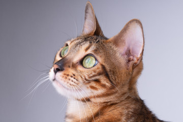 beautiful Bengal cat portrait on a white background, clouse up