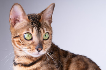 beautiful Bengal cat portrait on a white background, clouse up, copy space