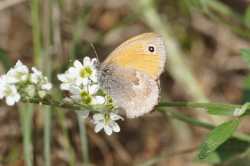 Motyl ,motyl pijący nektar ,owad © LBanacki