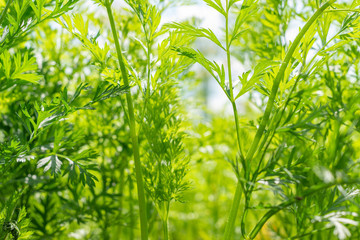 dill grows in the garden