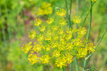 dill grows in the garden