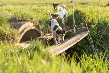 Cute dog is searching in inaccessible area. Small Jack Russell Terrier