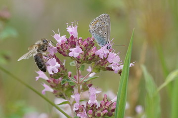 Owady ,owady na oregano © LBanacki