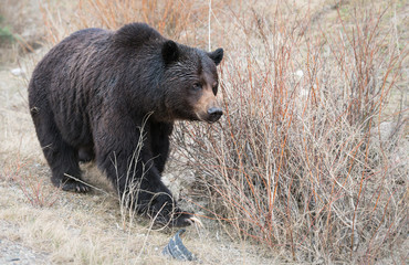 Grizzly bear in the wild