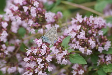 Motyl ,motyl na oregano