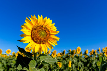 yellow sunflower on meadow