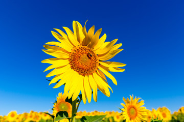sunflower under blue sky