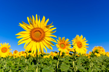 nice sunflower field