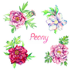 Colorful pink, red, white peony flowers set with green leaves, isolated hand painted watercolor illustration design element for invitation, card, print, posters, patterns