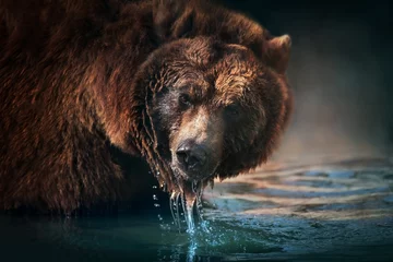 Schilderijen op glas Brown bear close up portrait drinking water © kwadrat70
