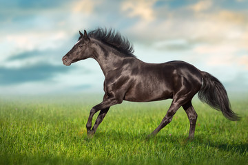 Fototapeta na wymiar Black stallion close up run gallop on green grass