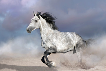 Fototapeta na wymiar Horse free run on desert dust