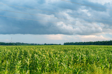 Fototapeta na wymiar corn field under clouds. harvest concept.