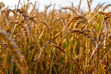 a field of ripe grain. harvest concept.