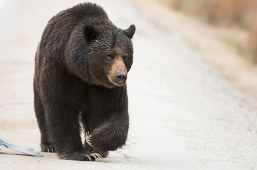 Grizzly bear in the wild