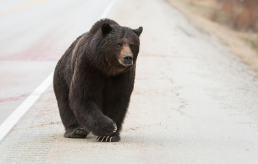 Grizzly bear in the wild