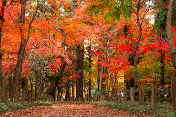 Plakat Autumn leaves in Heirinji temple precincts forest