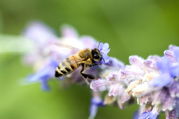 Honey bee on lavender flower. Honey bee is collecting pollen.