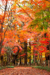 Fototapeta na wymiar Autumn leaves in Heirinji temple precincts forest