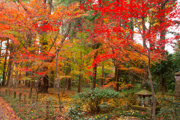 Autumn leaves in Heirinji temple precincts forest
