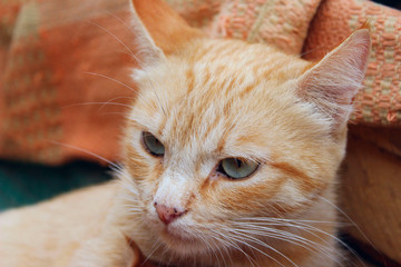 Cropped shot of red tabby cat. Animals, pets concept.  Red stray cat, close up.
