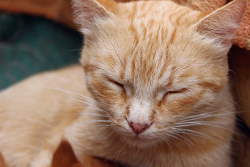 Naklejka na ściany i meble Cute sleeping ginger cat. Animal, pets concept. Sleeping cat outdoors.