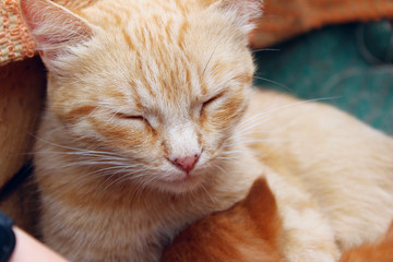 Cute sleeping ginger cat. Animal, pets concept. Sleeping cat outdoors.