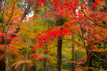 Autumn leaves in Heirinji temple precincts forest