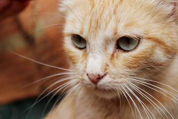 Cropped shot of red tabby cat. Animals, pets concept.  Red stray cat, close up.