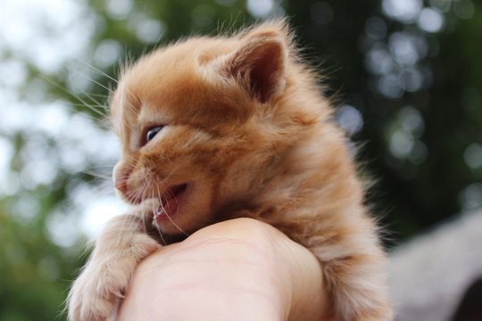 Blurred image of cute  red tabby kitten. Animals day, mammal, pets concept. Animals rescue.
