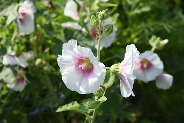 Obraz premium Hollyhock flowers / In Japan, it is said that the rainy season will end when the hollyhock flowers finish blooming.