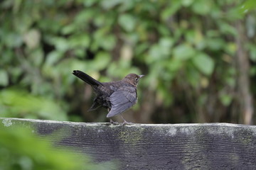 Im Biogarten ist immer was los