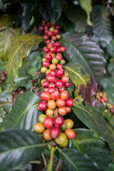 THAILAND PHITSANULOK COFFEE PLANTATION