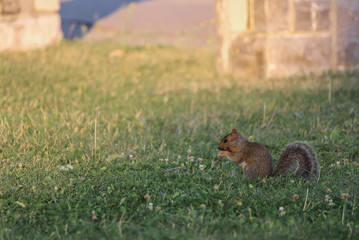 Curious and vigilant squirrel eating on grass
