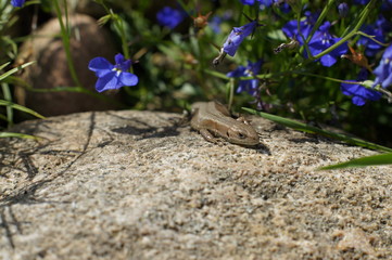 Lizard on the stone