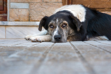 Dog lying on backyard front yard. Dog with red eyes. Pet put muzzle on paws. Sad mixed breed dog. Non breed dog basking, warming with grey floor on background. copy space