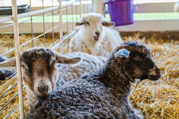 Trio of fur sheep, Ovis aries, in a pen at the county fair