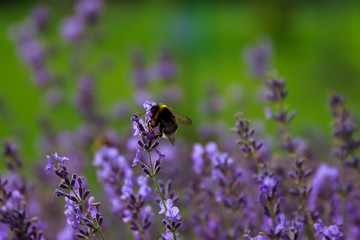 Bumblebee (Bombus) on lavender (Lavandula) - Macro shot