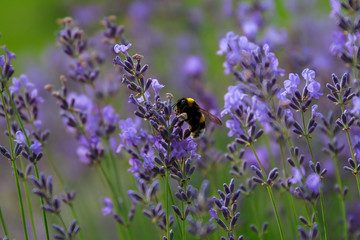 Bumblebee (Bombus) on lavender (Lavandula) - Macro shot