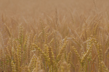 Wheat field. Background. Spikelets of wheat.
