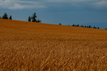 Golden wheat field with cloudy sky in background