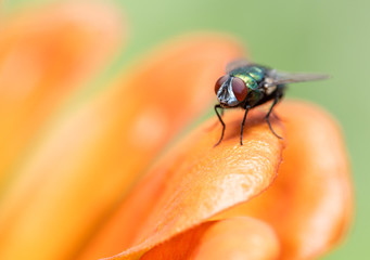 Closeup of a fly in the garden