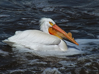 White pelican