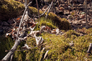 Old leaves on a rooftop moss in a spring forest