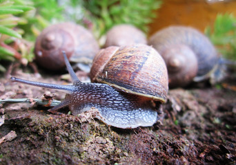 Caracol